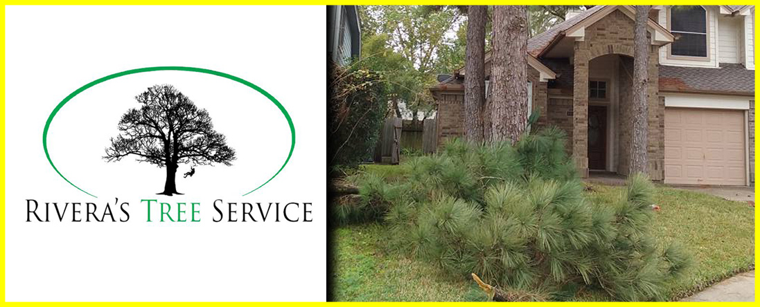 Rivera's Tree Service Offers Emergency Tree Service in Houston, TX Rivera's Tree Service Offers Emergency Tree Service in Houston, TX