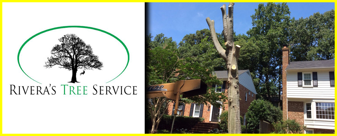 Rivera's Tree Service Offers Tree Removal in Houston, TX Rivera's Tree Service Offers Tree Removal in Houston, TX